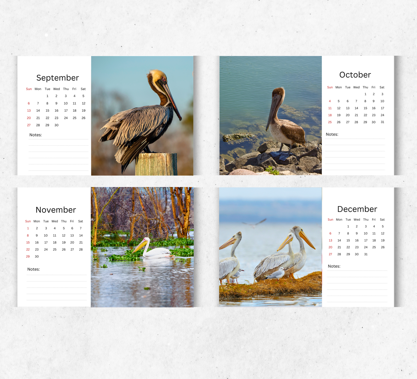 Pelican Desk Calendar 2026-2027