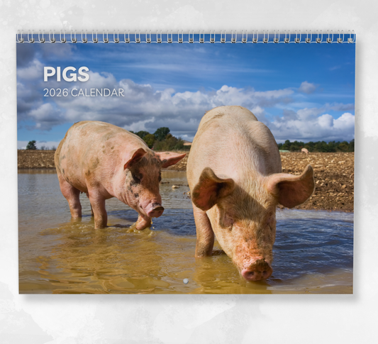 Pig Calendar 2026