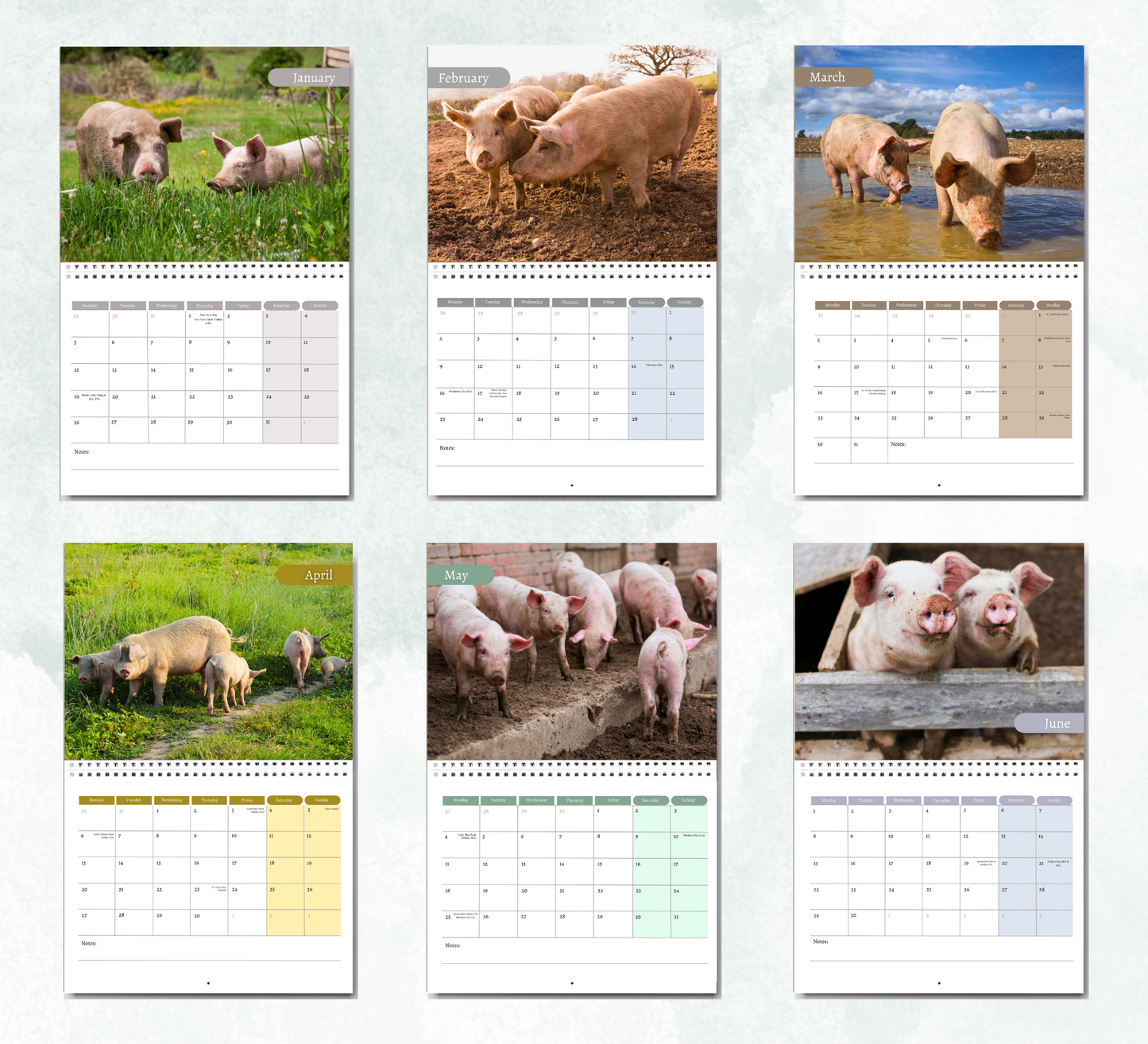 Pig Calendar 2026