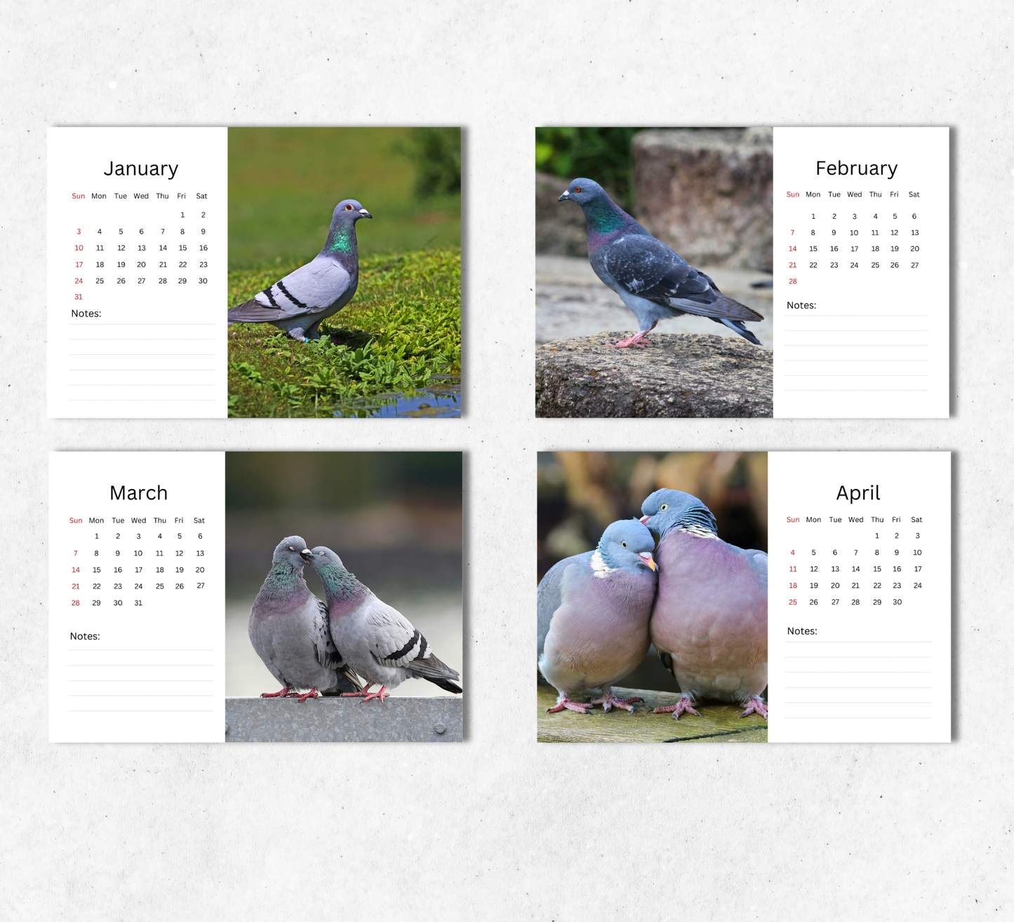 Pigeon Desk Calendar 2027-2028