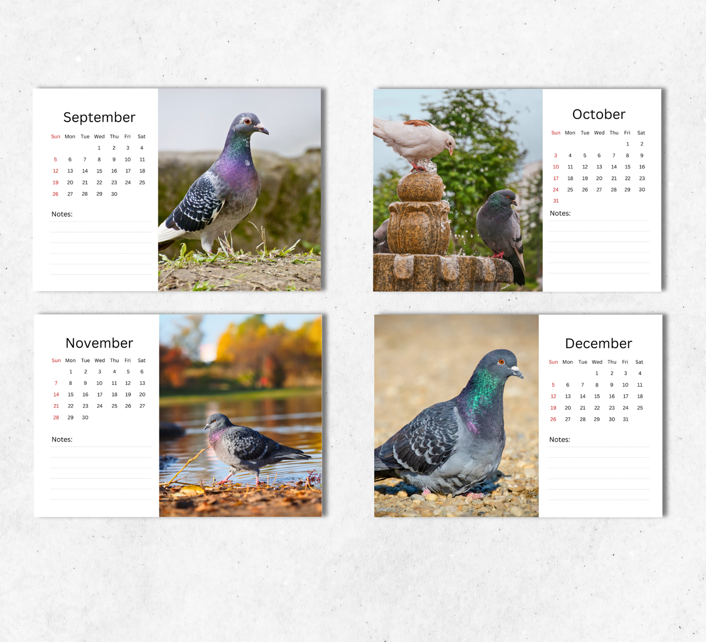Pigeon Desk Calendar 2027-2028