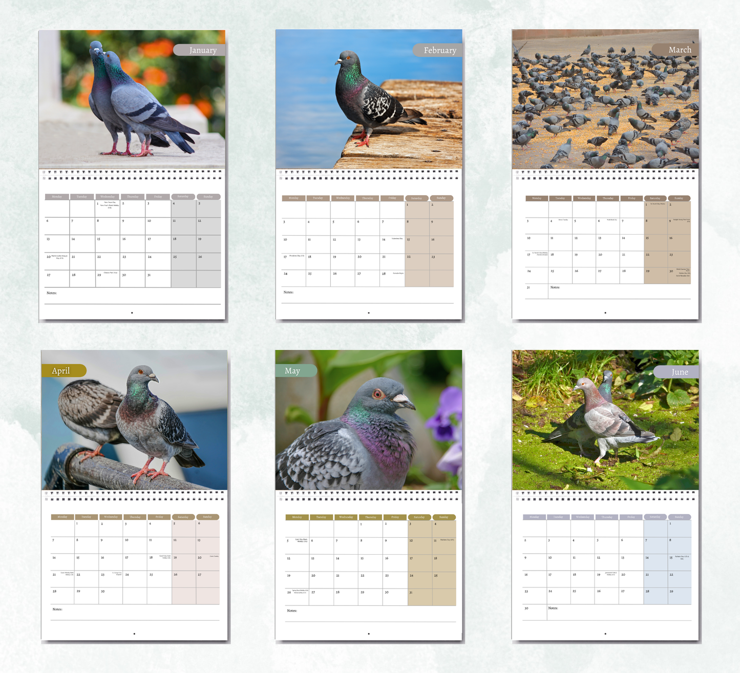 Pigeon Calendar 2026