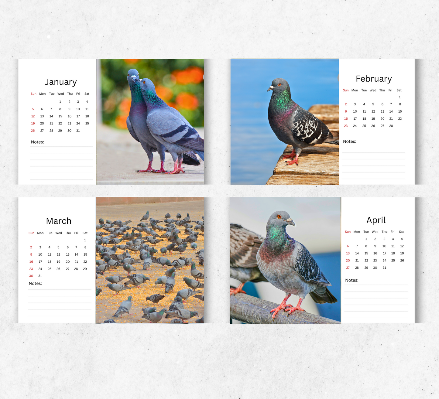 Pigeon Desk Calendar 2026-2027