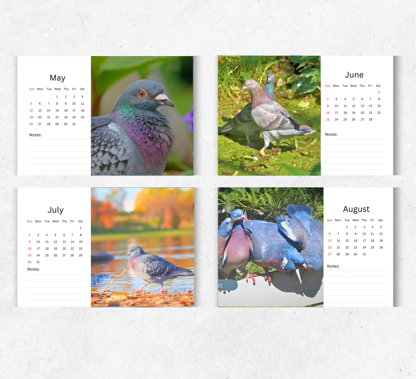 Pigeon Desk Calendar 2026-2027