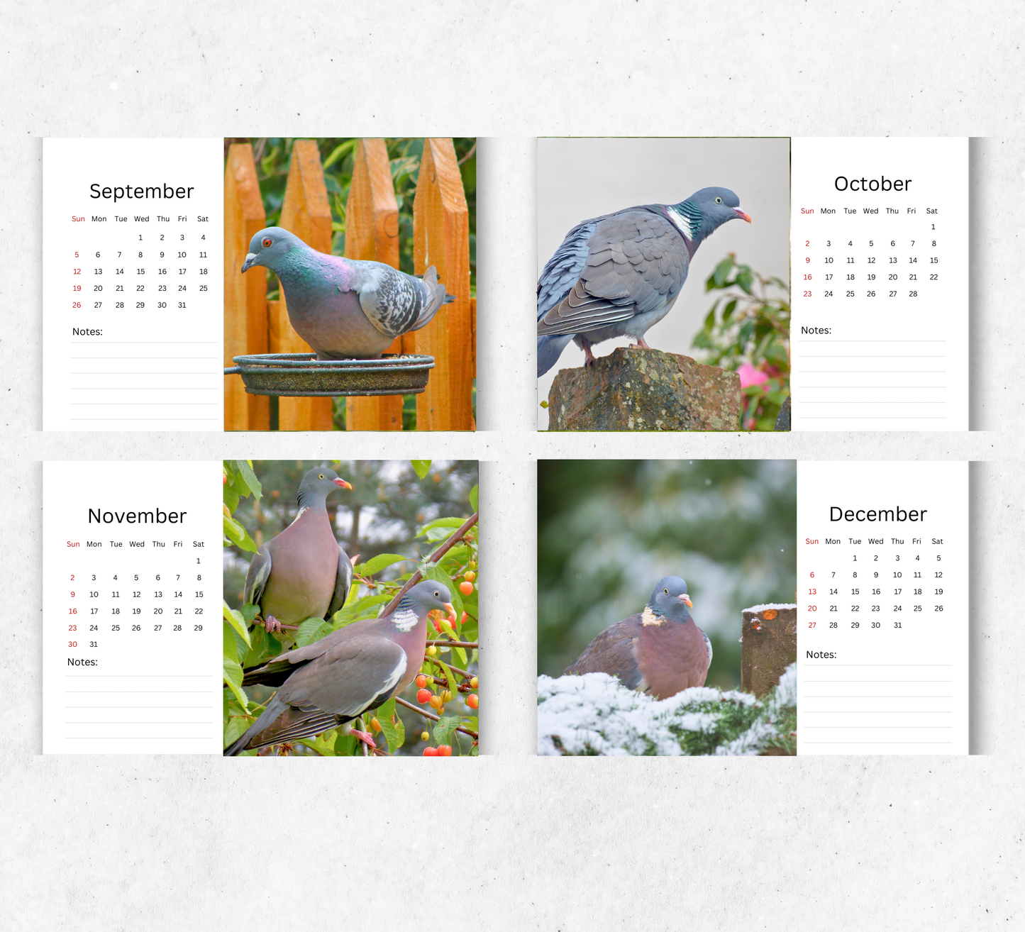 Pigeon Desk Calendar 2026-2027