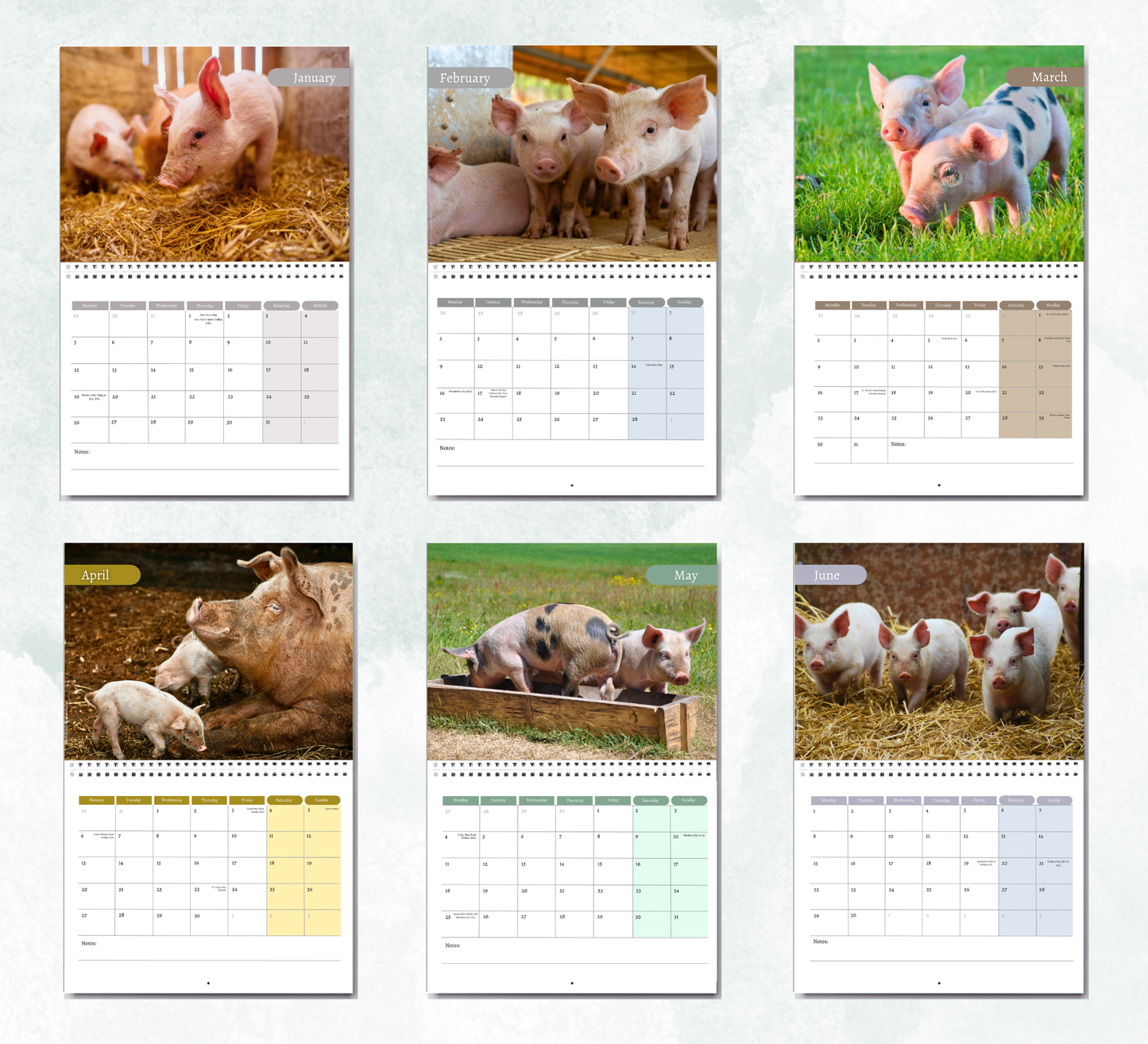 Pig Calendar 2027