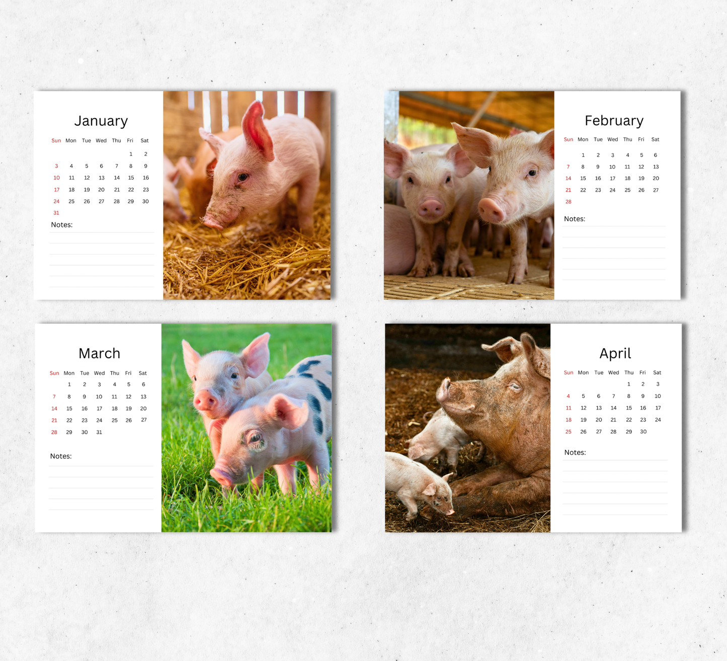 Pig Desk Calendar 2027-2028