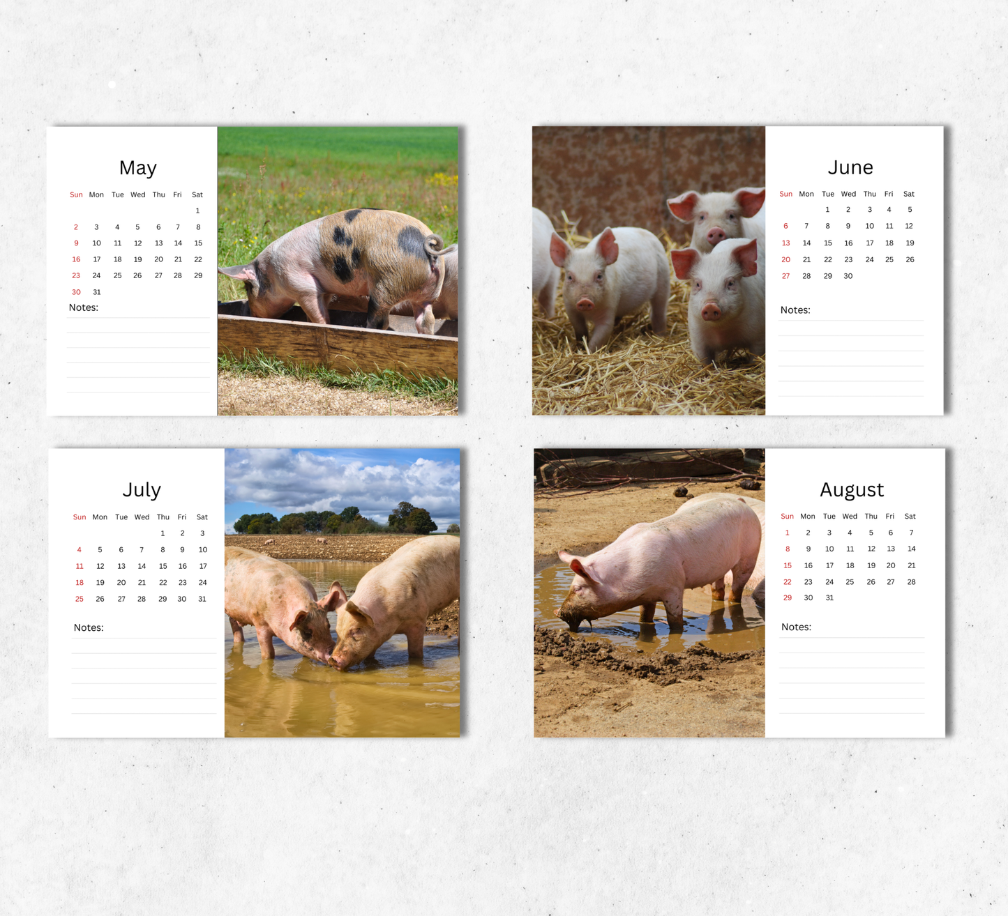 Pig Desk Calendar 2027-2028