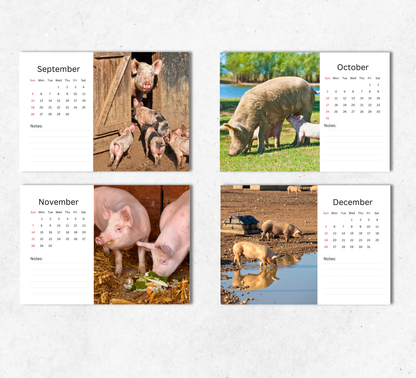 Pig Desk Calendar 2027-2028