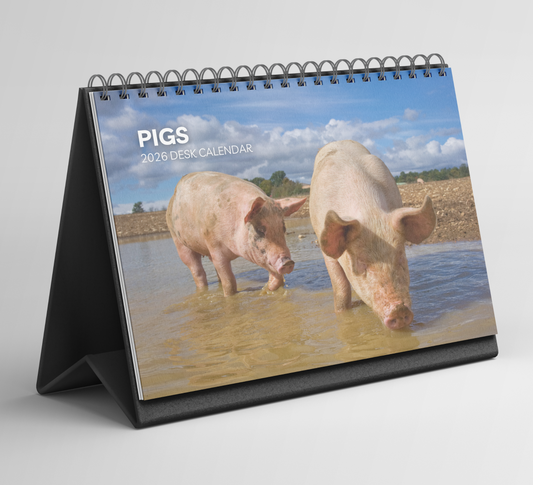 Pig Desk Calendar 2026-2027