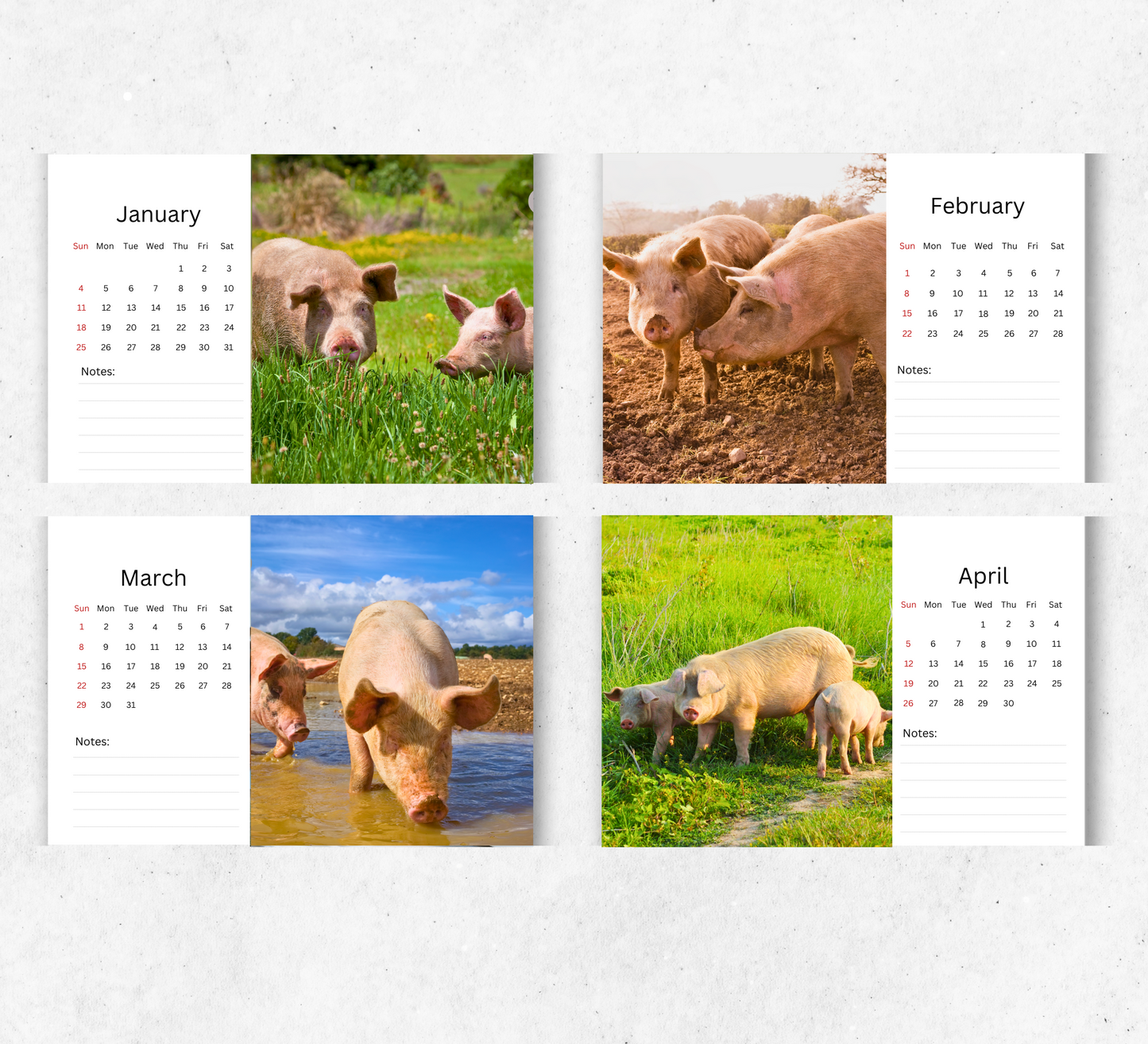 Pig Desk Calendar 2026-2027