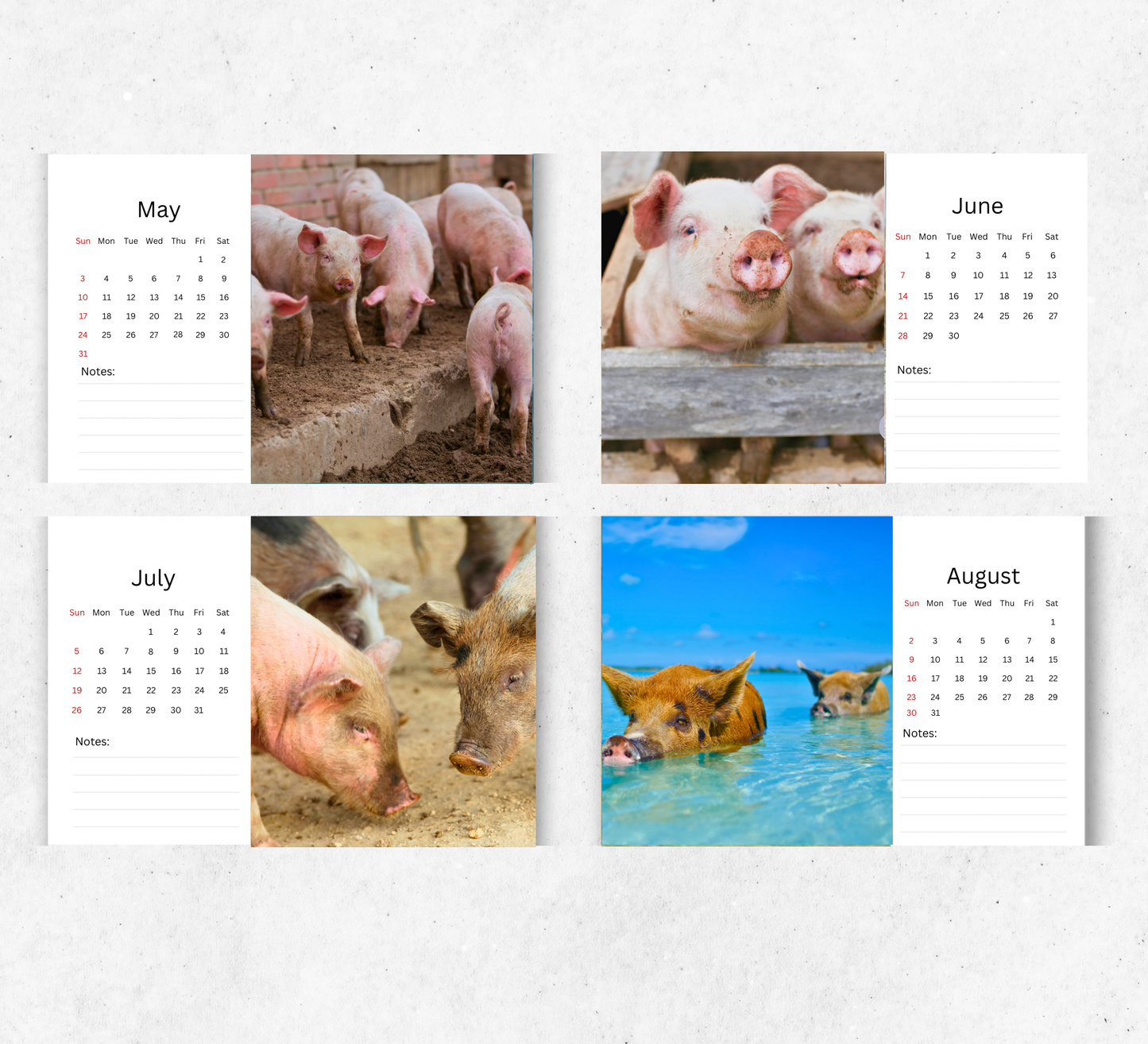 Pig Desk Calendar 2026-2027