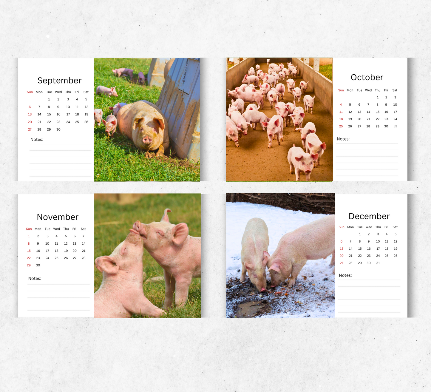 Pig Desk Calendar 2026-2027