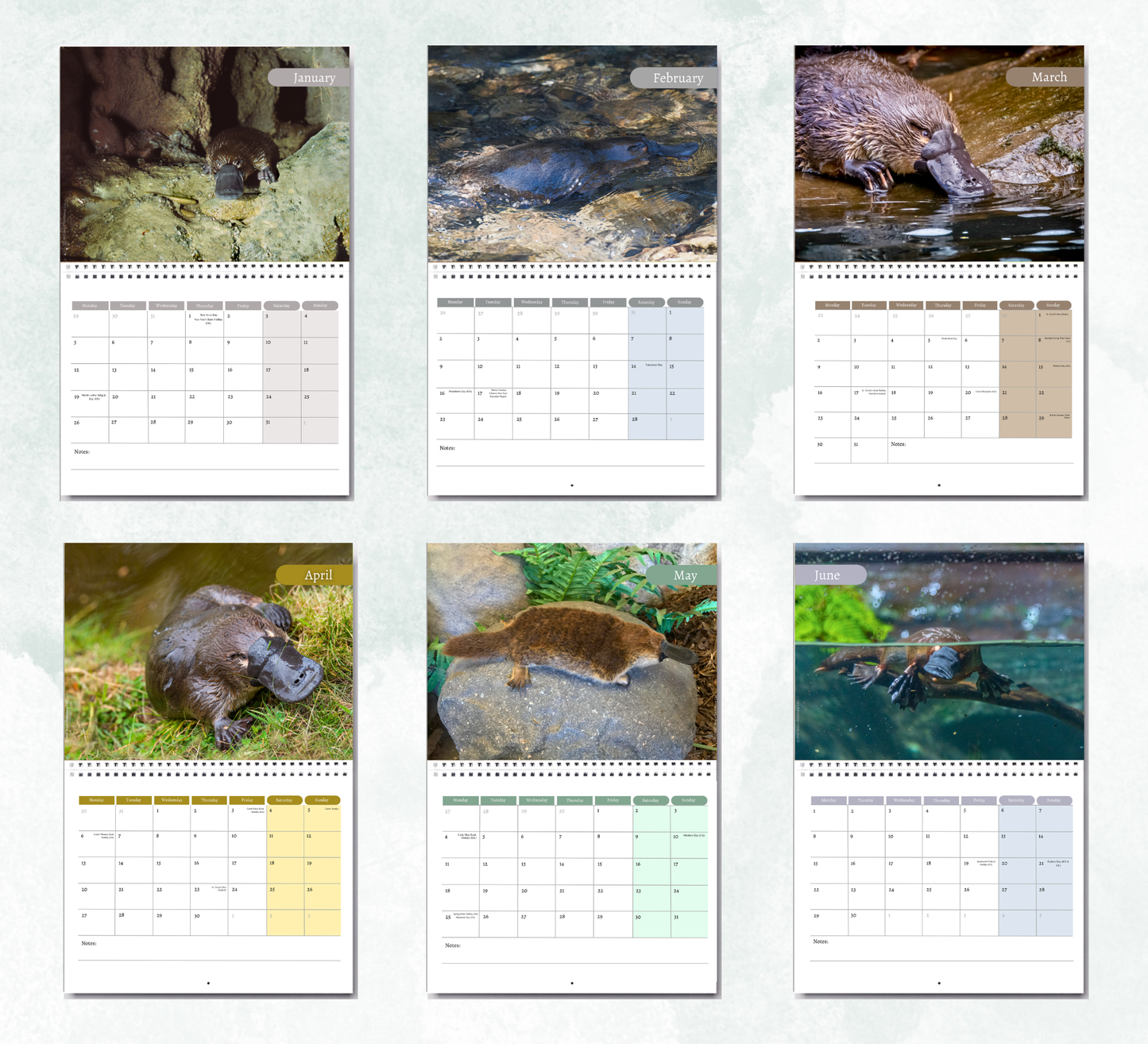 Platypus Calendar 2027