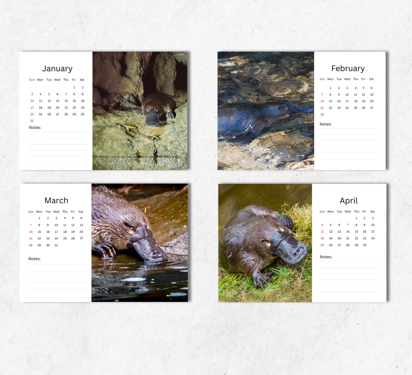 Platypus Desk Calendar 2027-2028