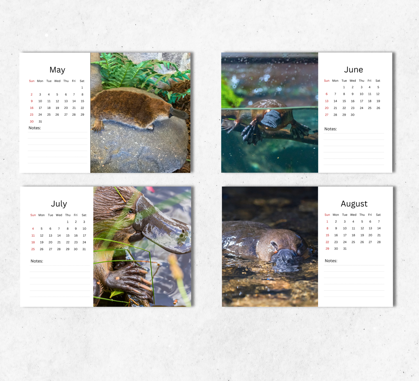 Platypus Desk Calendar 2027-2028
