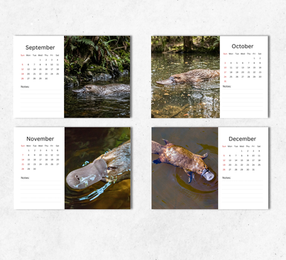 Platypus Desk Calendar 2027-2028