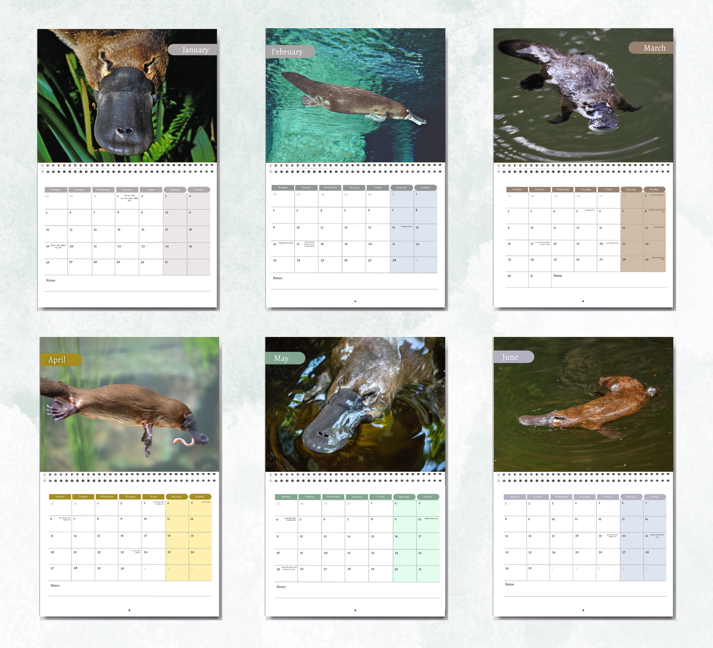 Platypus Calendar 2026