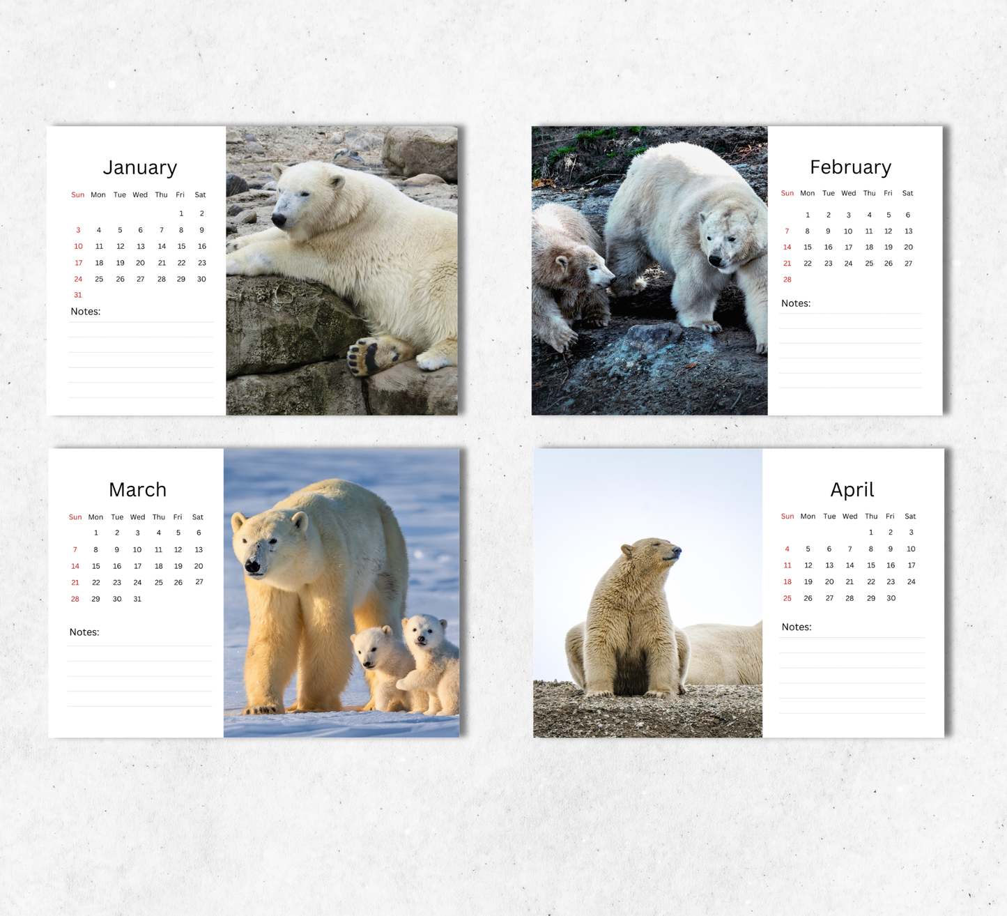 Polar Bear Desk Calendar 2027-2028