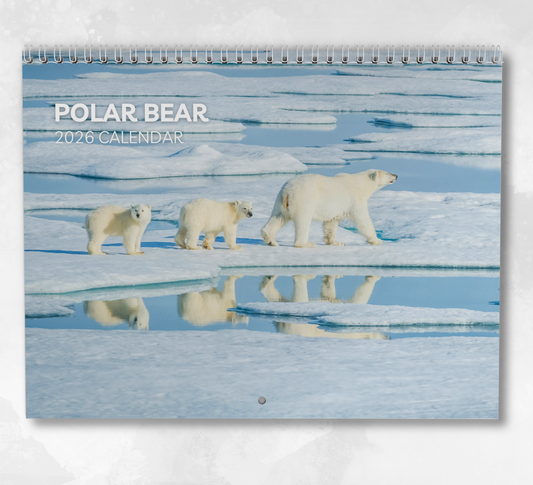 Polar Bear Calendar 2026