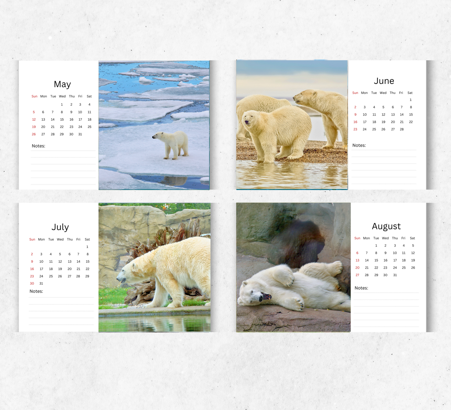 Polar Bear Desk Calendar 2026-2027