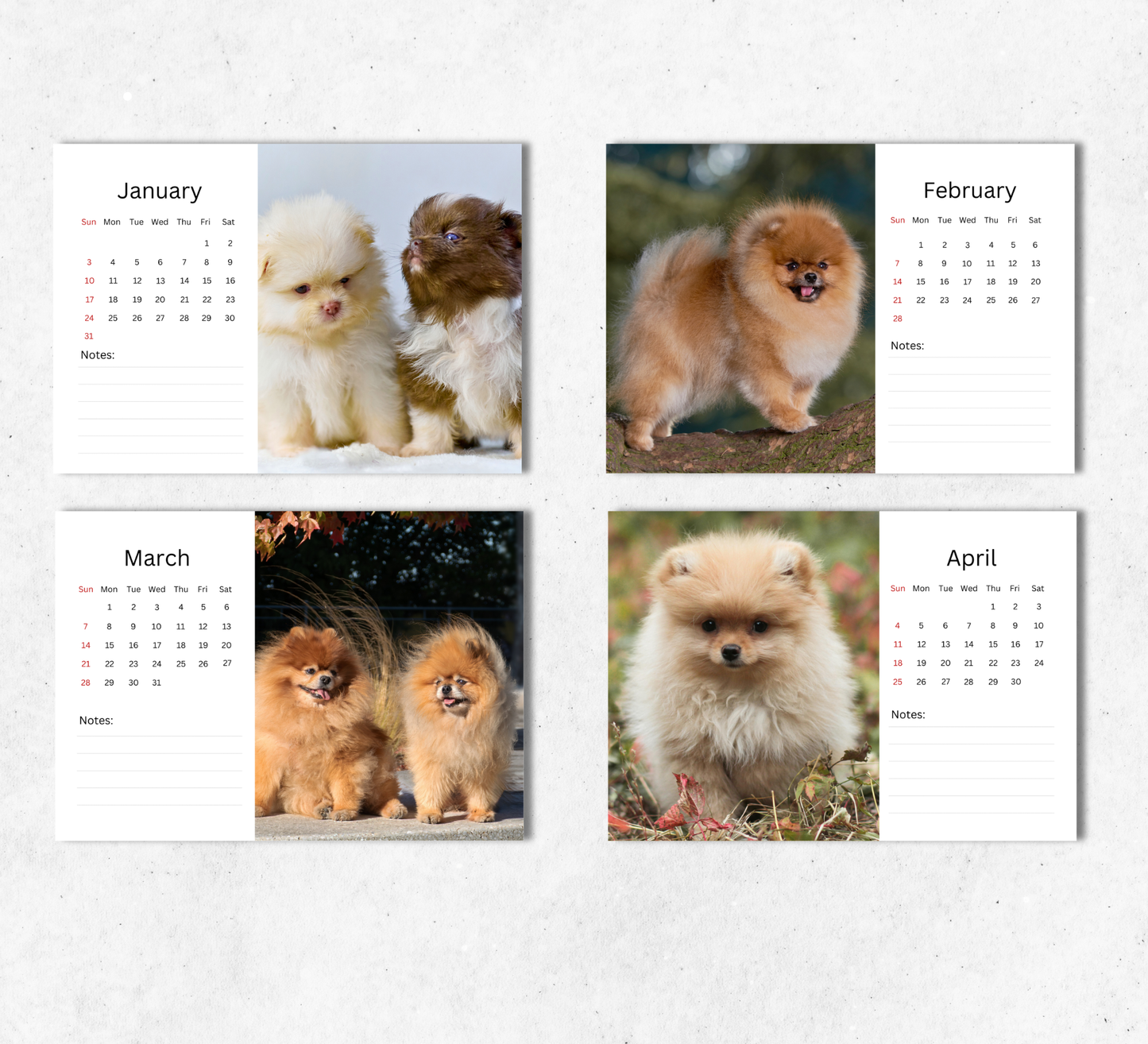 Pomeranian Desk Calendar 2027-2028