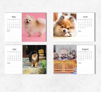 Pomeranian Desk Calendar 2027-2028