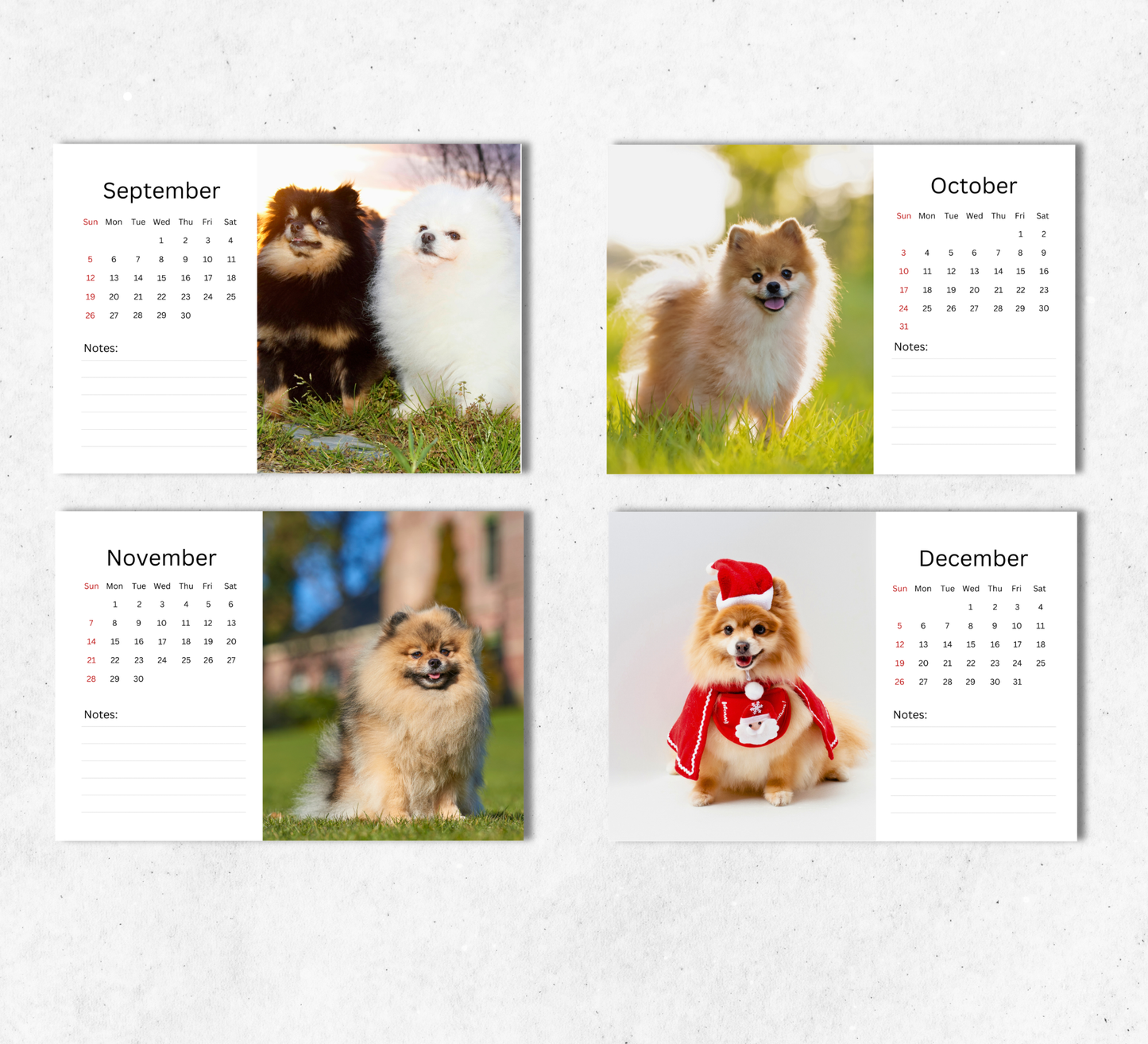 Pomeranian Desk Calendar 2027-2028