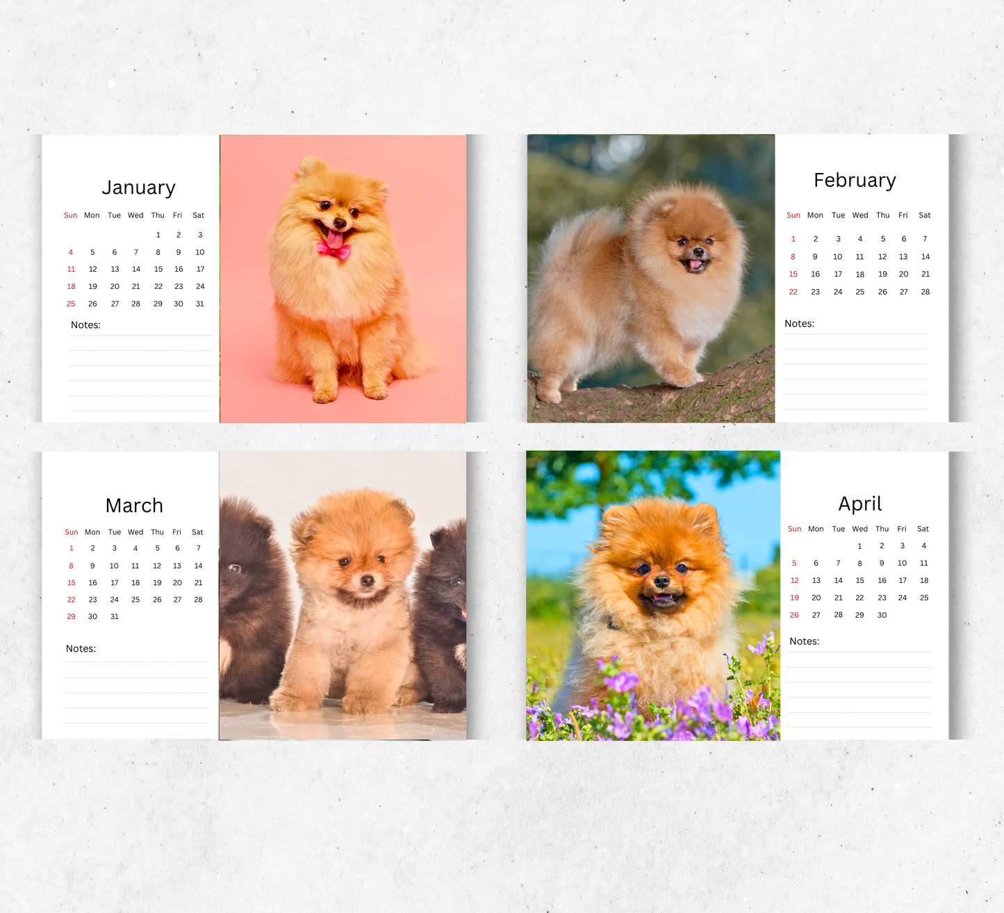 Pomeranian Desk Calendar 2026-2027