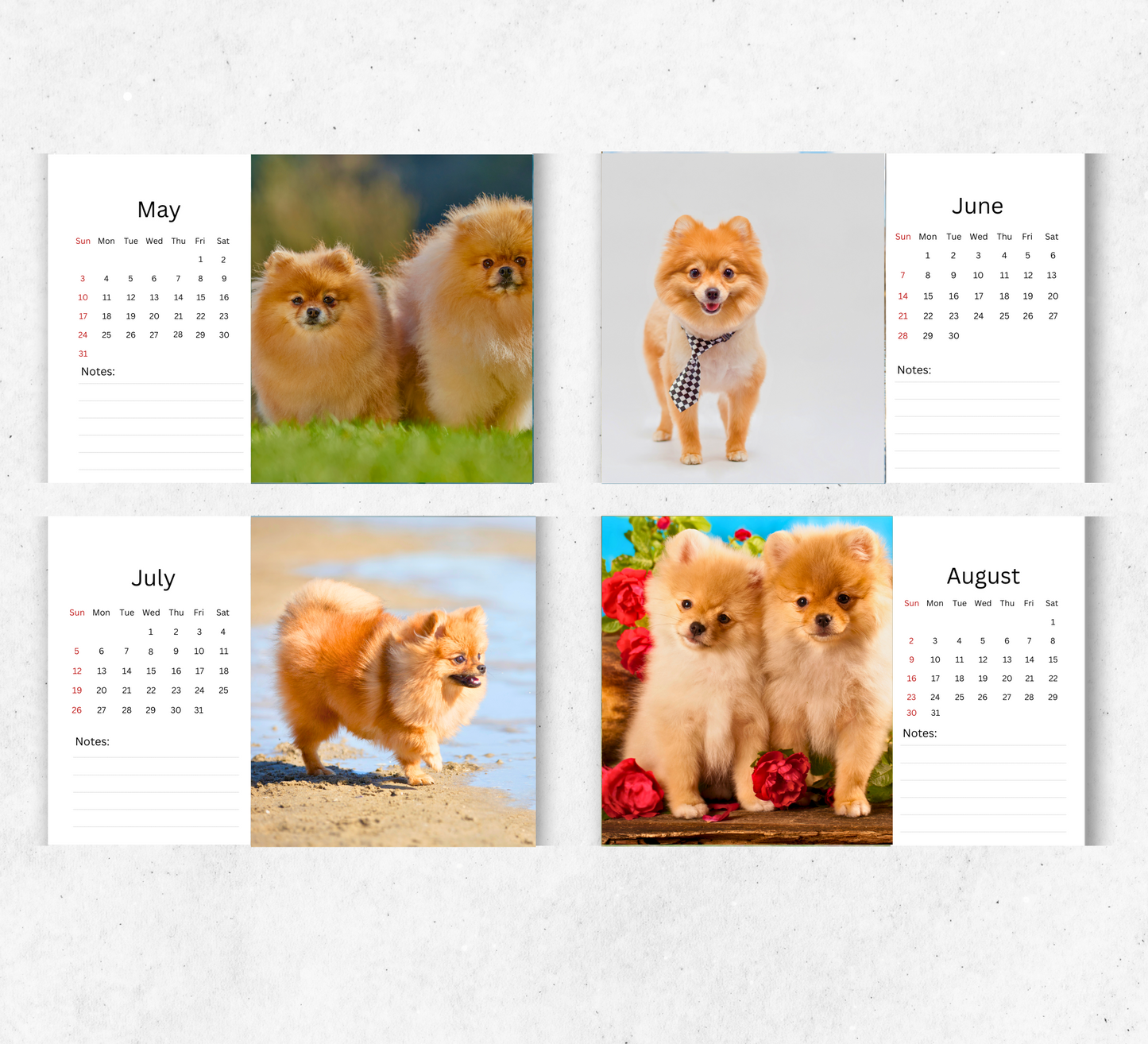 Pomeranian Desk Calendar 2026-2027