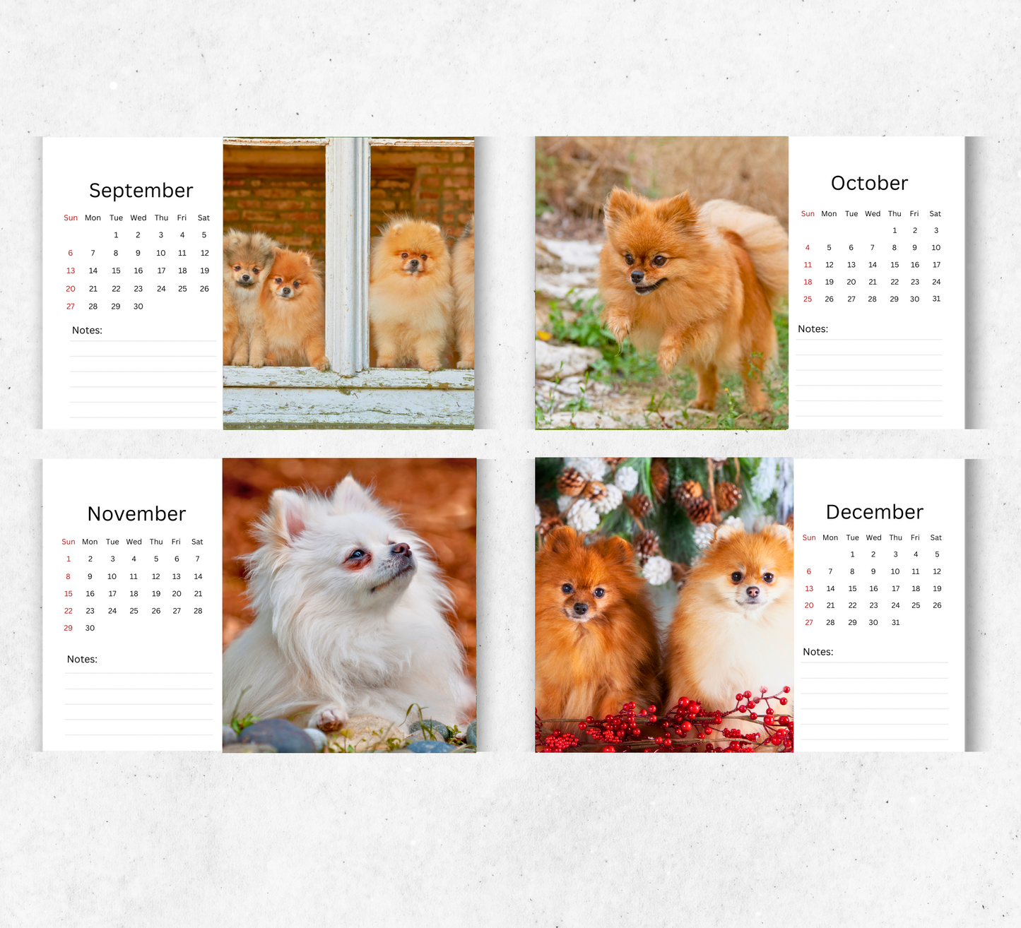 Pomeranian Desk Calendar 2026-2027
