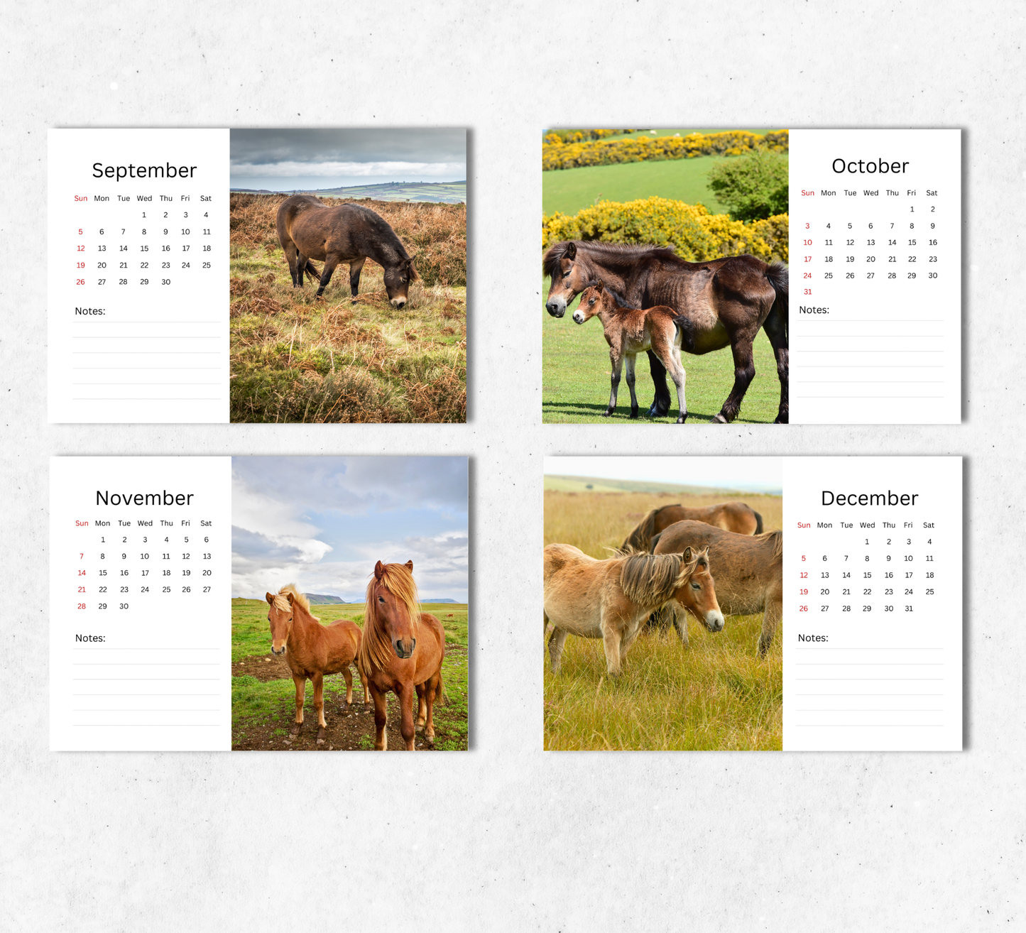 Pony Desk Calendar 2027-2028
