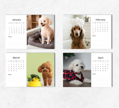 Poodle Desk Calendar 2027-2028