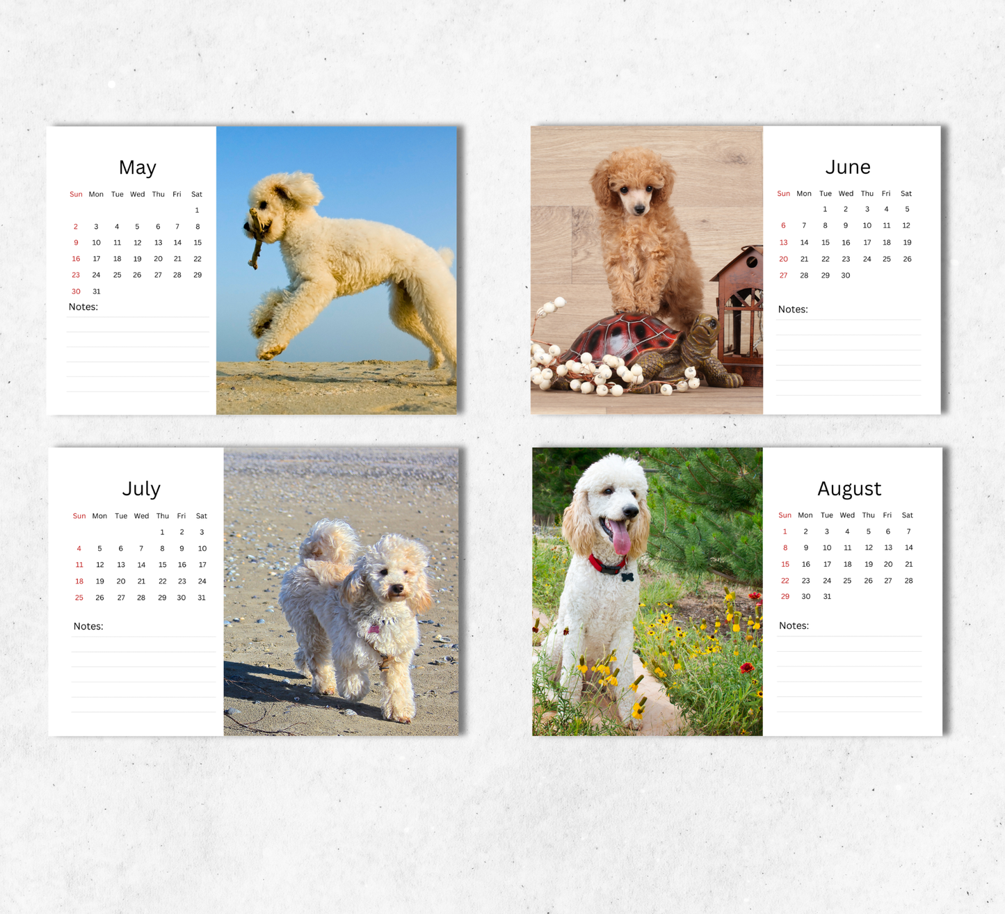 Poodle Desk Calendar 2027-2028