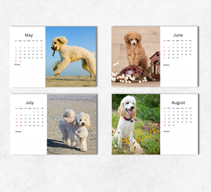 Poodle Desk Calendar 2027-2028