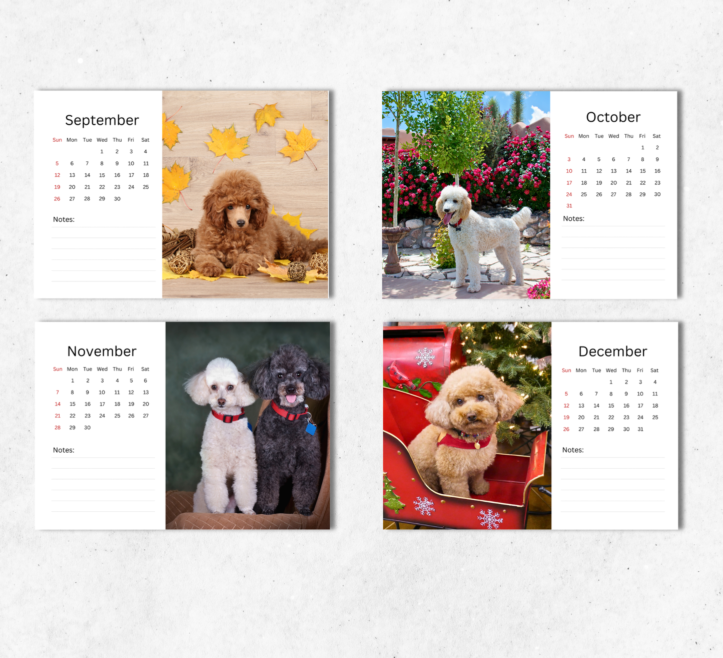 Poodle Desk Calendar 2027-2028