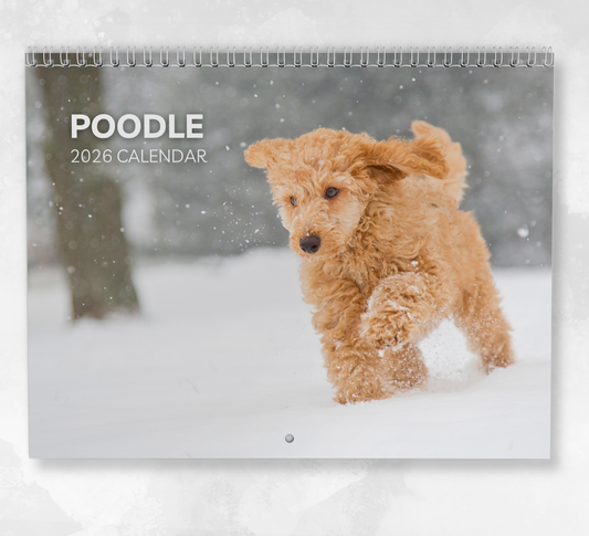 Poodle Calendar 2026