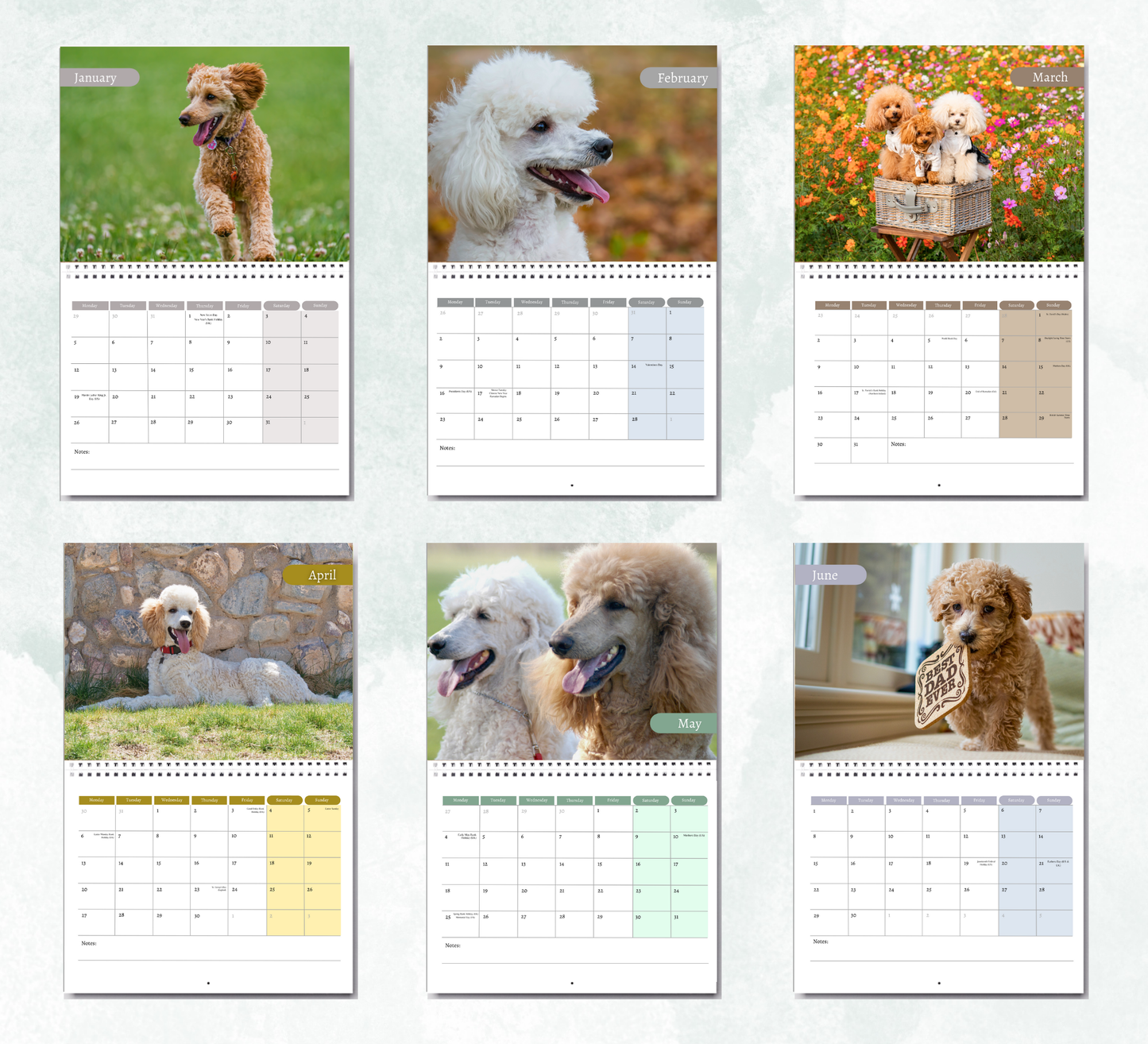 Poodle Calendar 2026