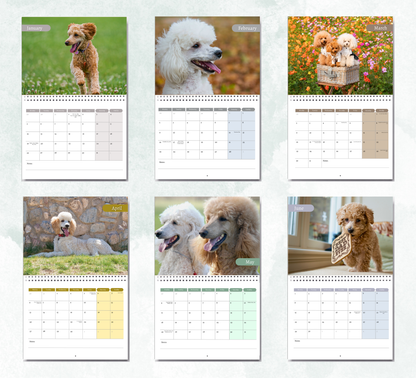 Poodle Calendar 2026