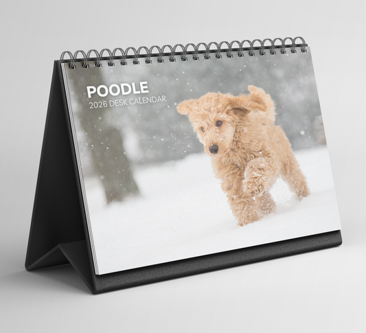 Poodle Desk Calendar 2026-2027