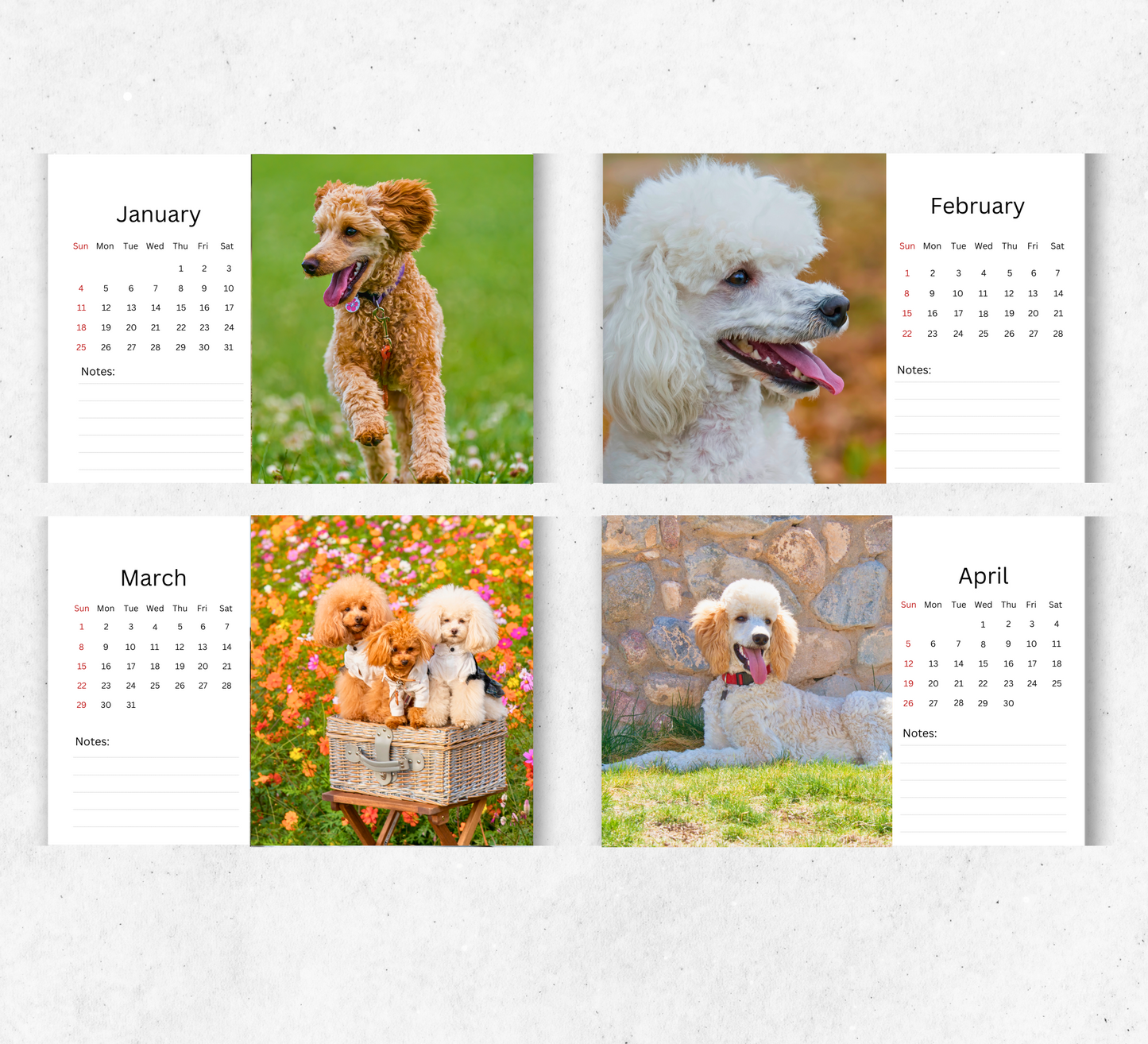Poodle Desk Calendar 2026-2027