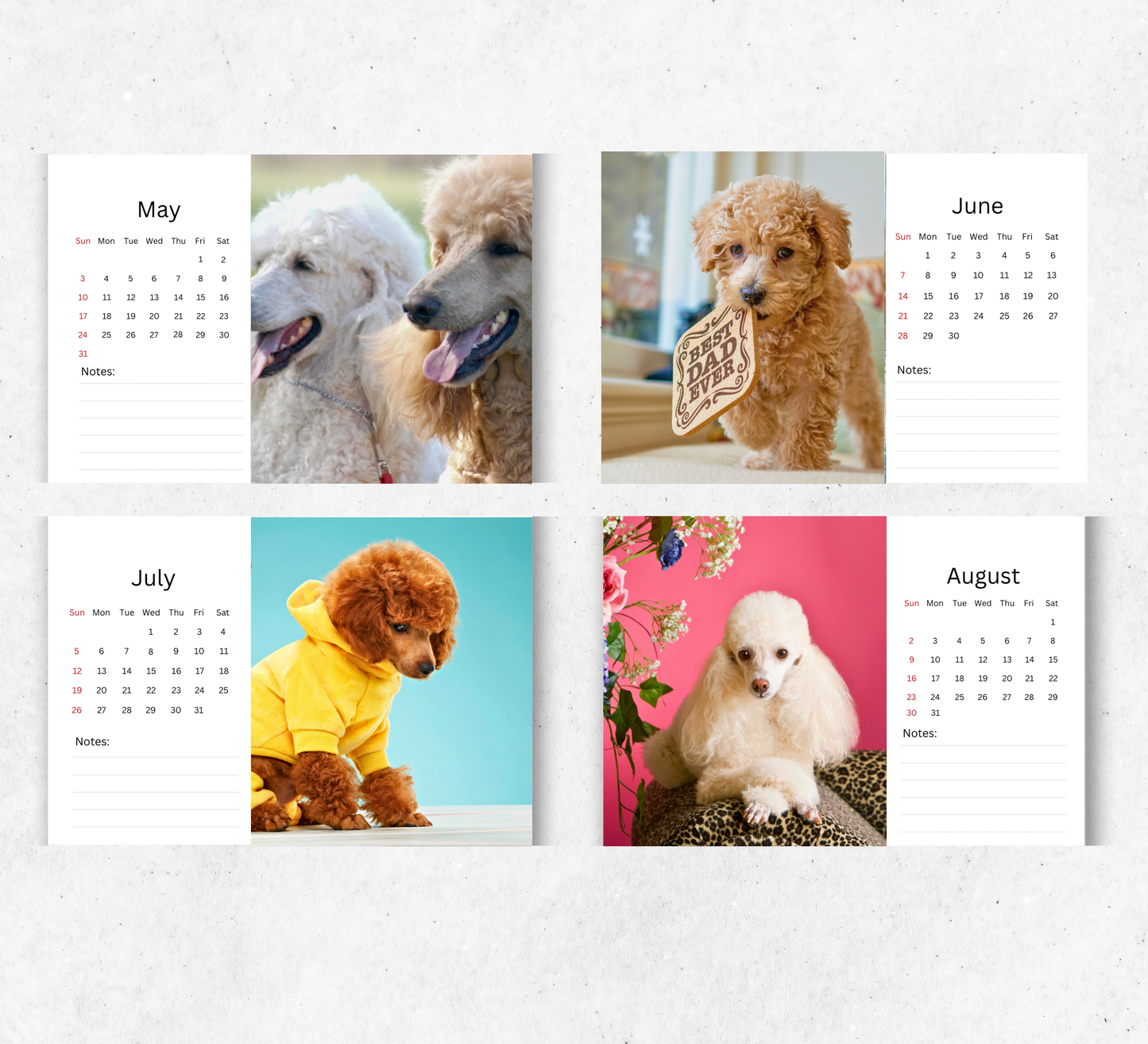 Poodle Desk Calendar 2026-2027