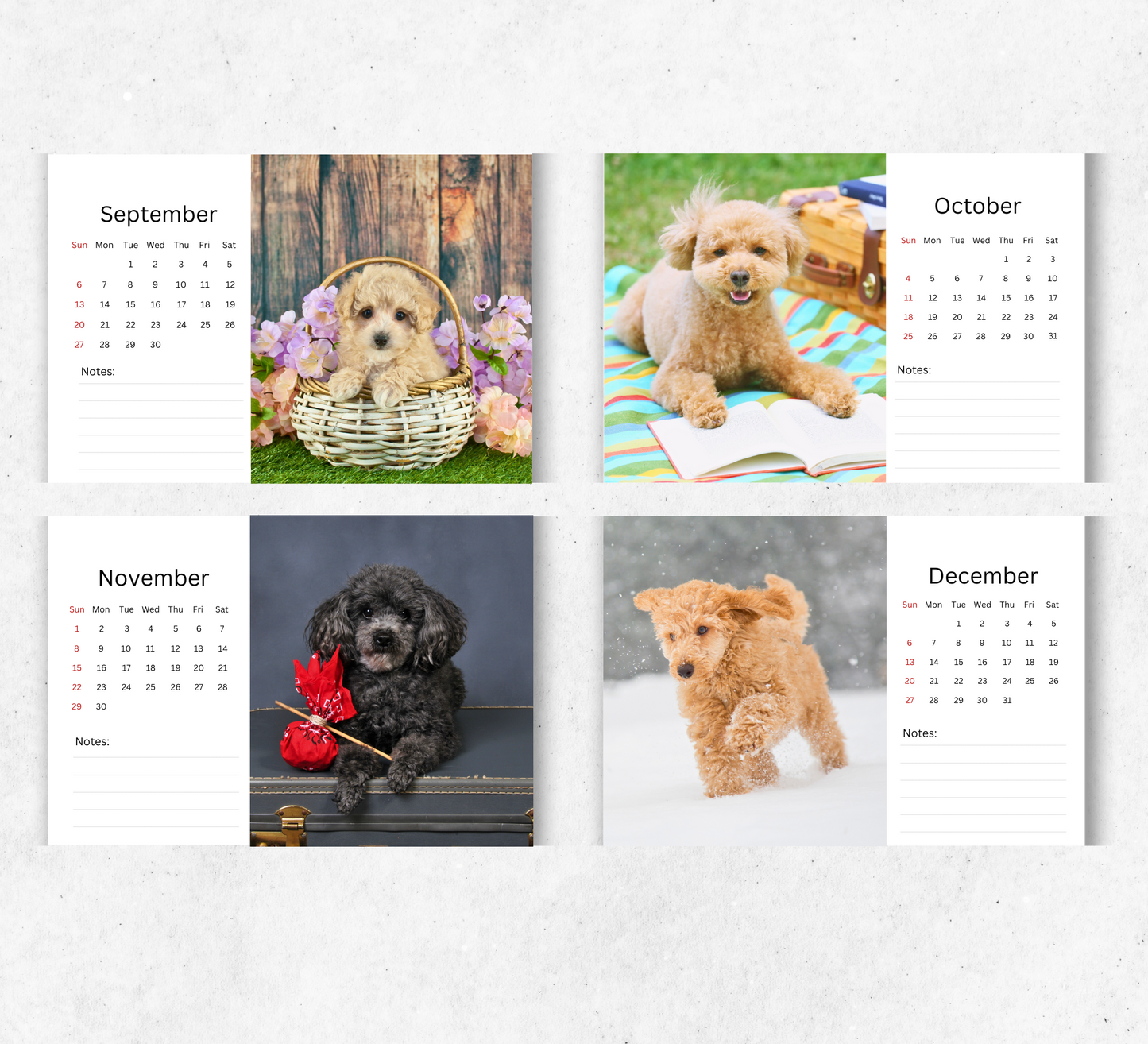 Poodle Desk Calendar 2026-2027
