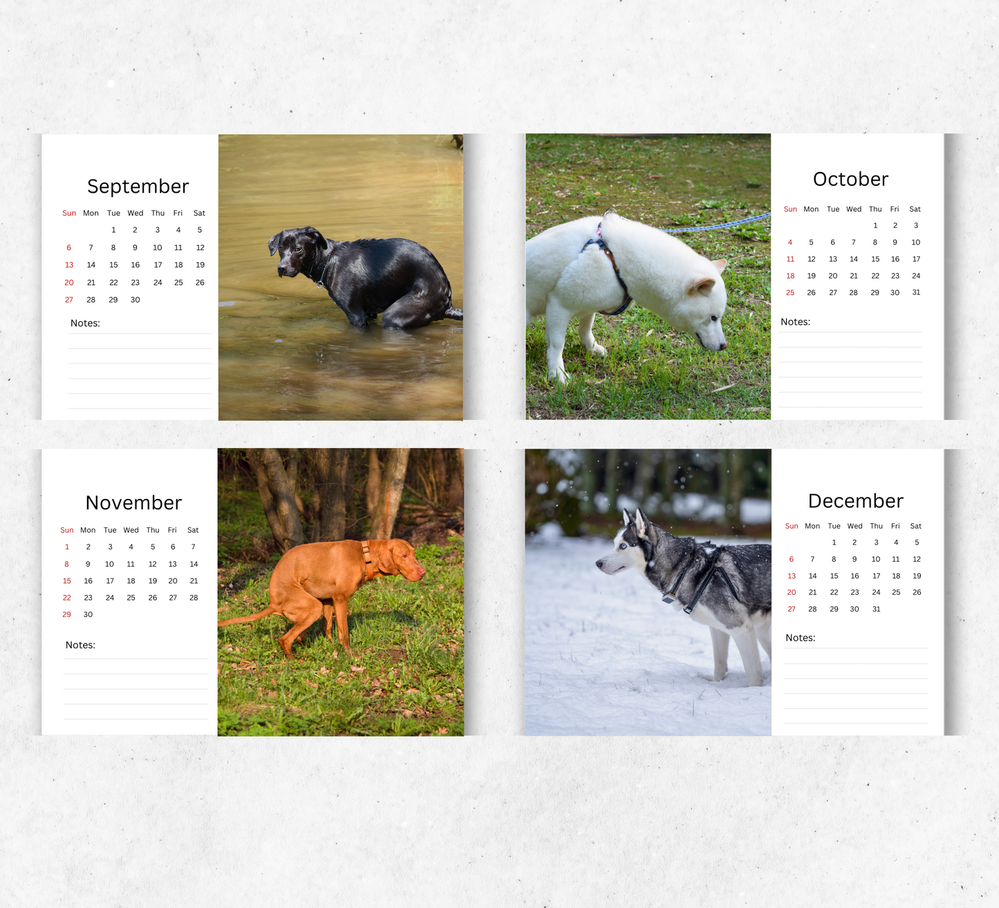 Pooping Dogs Desk Calendar 2026-2027