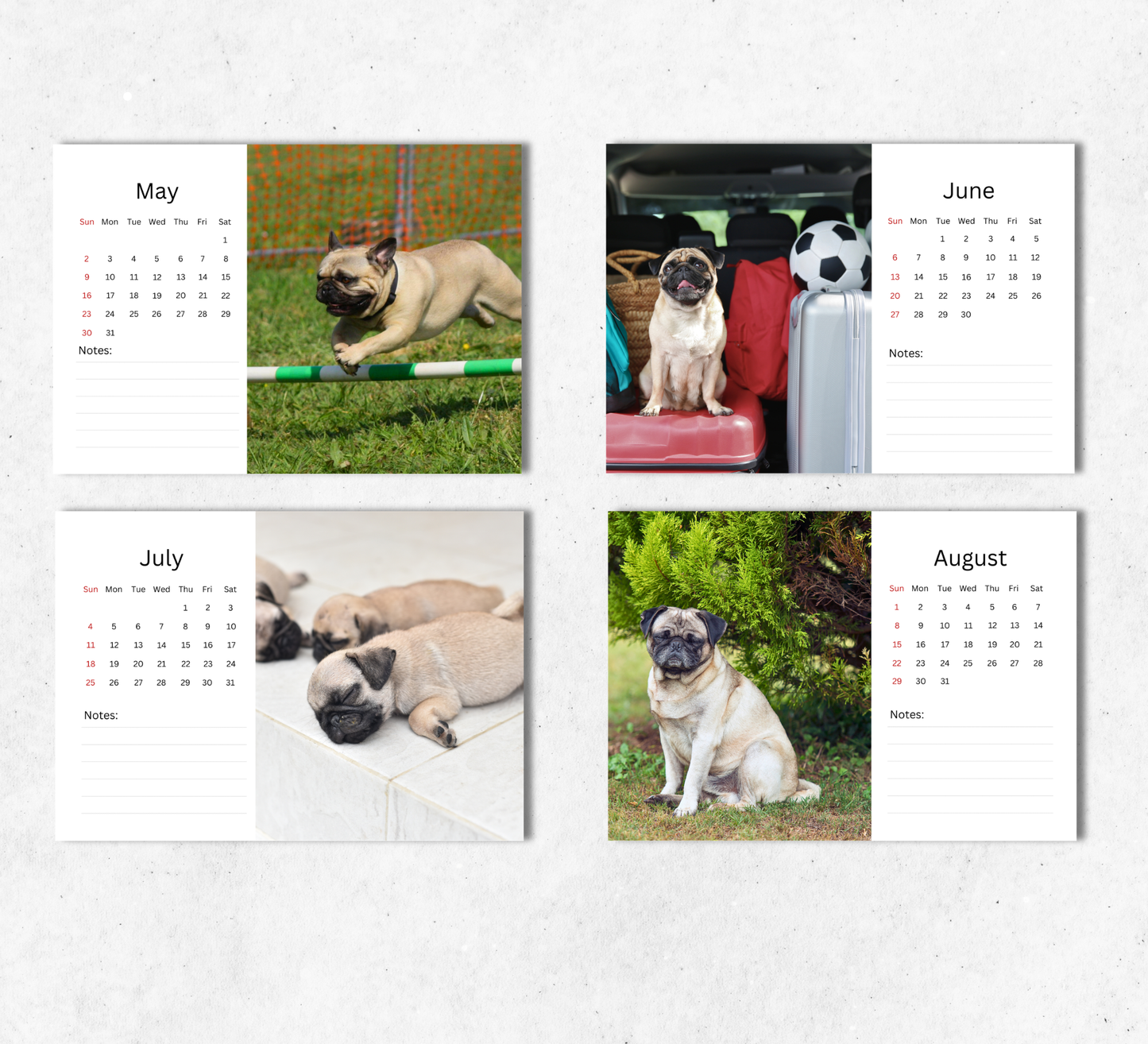 Pug Desk Calendar 2027-2028