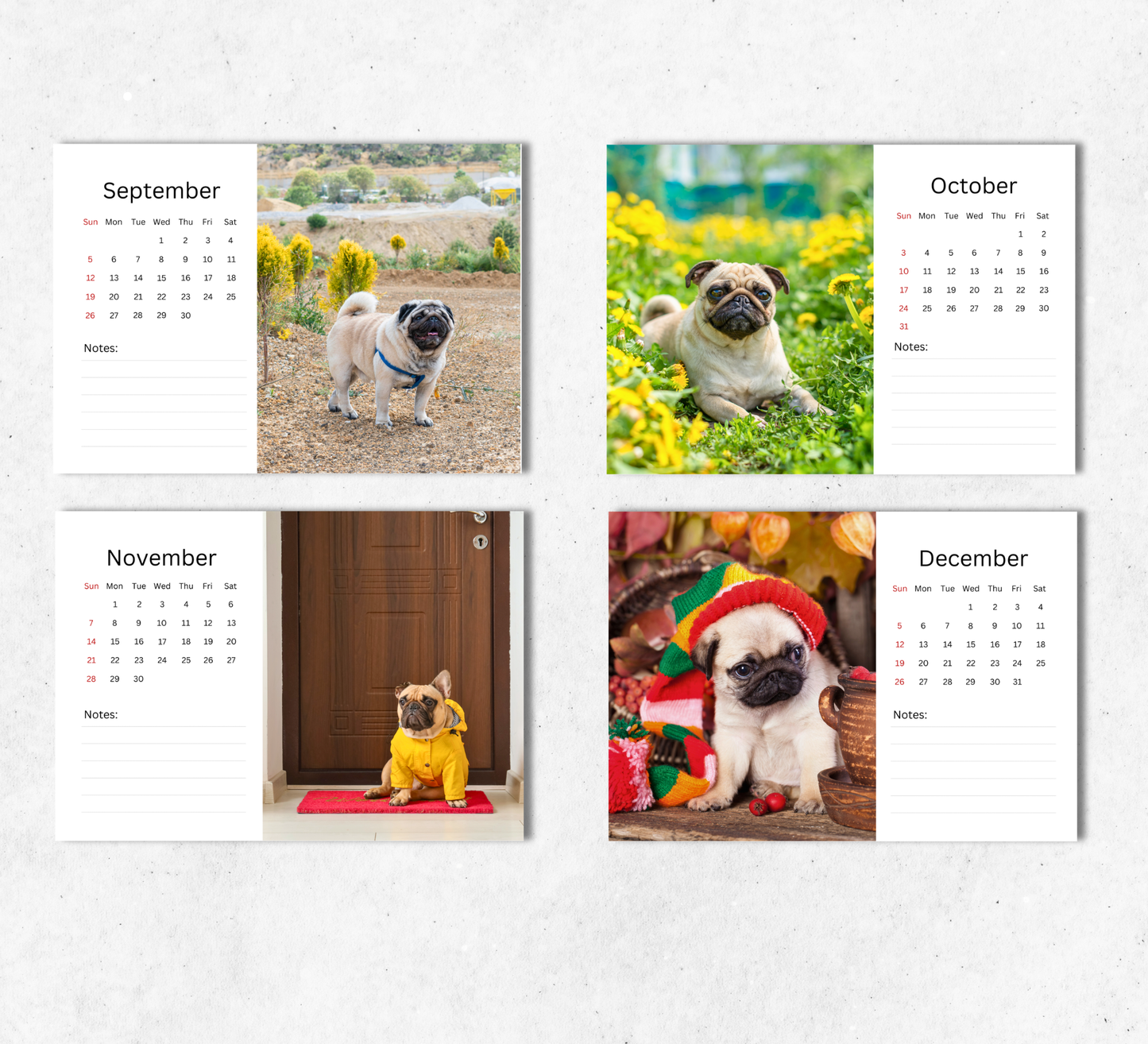 Pug Desk Calendar 2027-2028