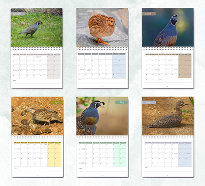 Quail Calendar 2027