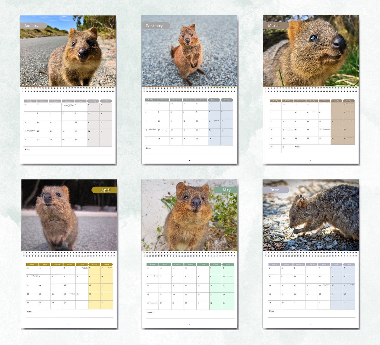 Quokka Calendar 2027