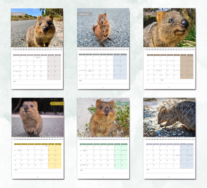 Quokka Calendar 2027
