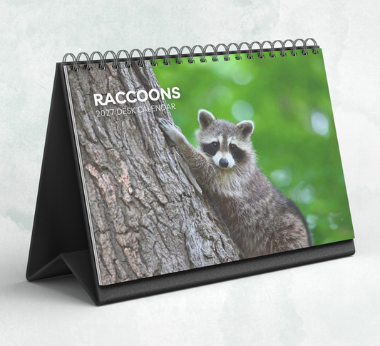 Raccoon Desk Calendar 2027-2028